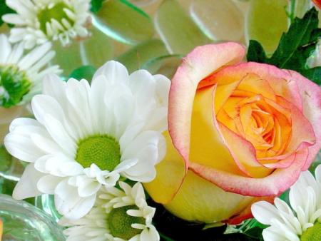 rose marguerite